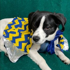 Silver and Blue Dog Clothing Accessory